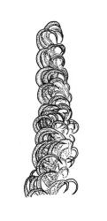 Rhaphidorrhynchium amoenum, branch detail. Drawn from K.A. Ford D/16, CHR 513670.
 Image: R.C. Wagstaff © Landcare Research 2016 